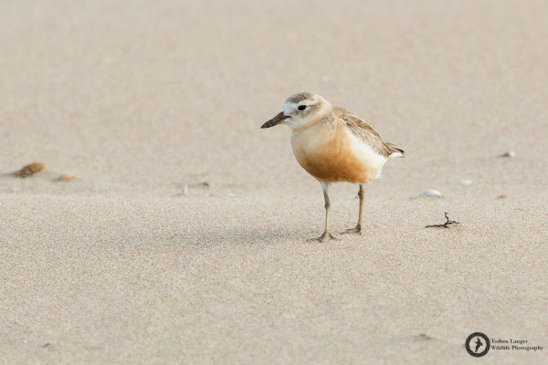 Charadrius aquilonius / Northern Red-breasted Plover / Strand-Maoriregenpfeifer