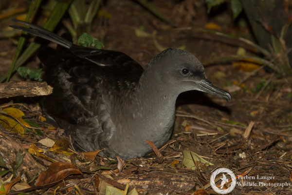 Ardenna grisea/ Sooty Shearwater / Dunkler Sturmtaucher