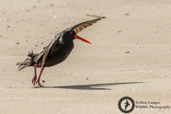 Haematopus unicolor / Variable Oystercatcher / Neuseeländischer Austernfischer