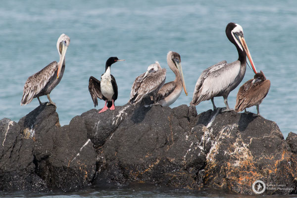 Mixed-species hangout 