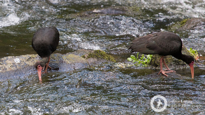 Phimosus infuscatus / Bare-faced Ibis / Mohrenibis