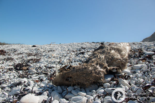 A dead New Zealand Fur Seal at Kaikoura Peninsula