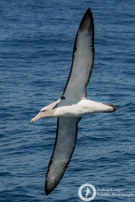 Thalassarche salvini / Salvin's Albatross / Salvinalbatros