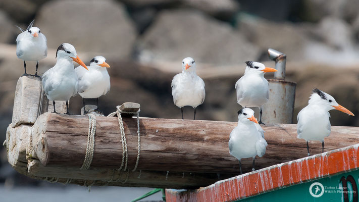 Royal Terns