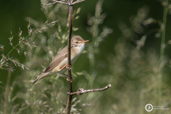 Acrocephalus palustris / Marsh Warbler / Sumpfrohrsänger