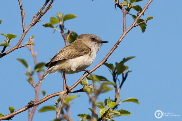 Gerygone igata / Grey Gerygone / Maorigerygone