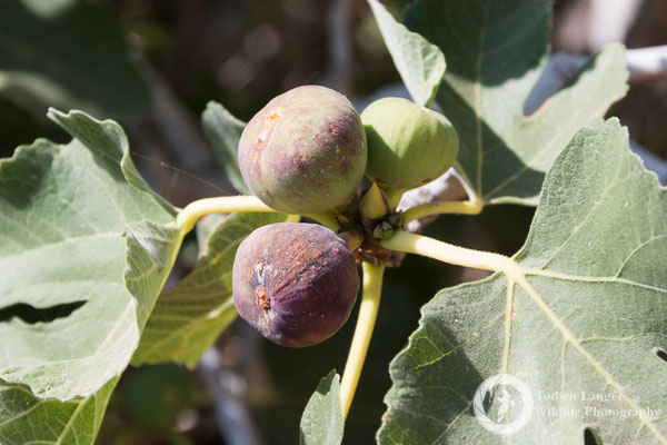 Figs