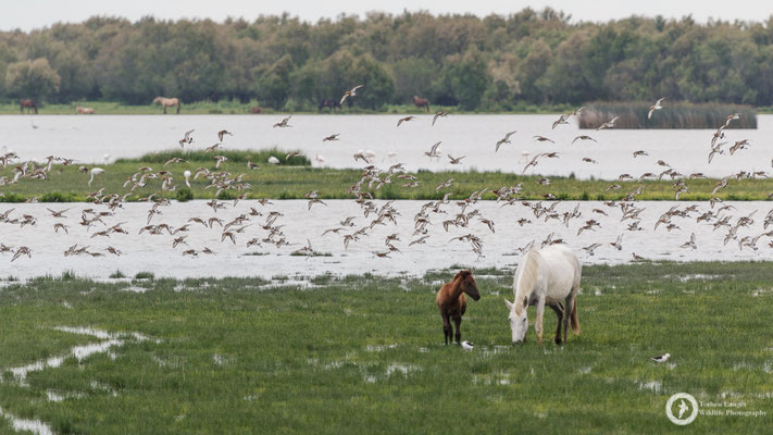 Lots of Black-tailed Godwits