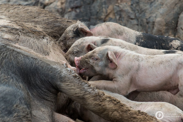 Hungry piglets
