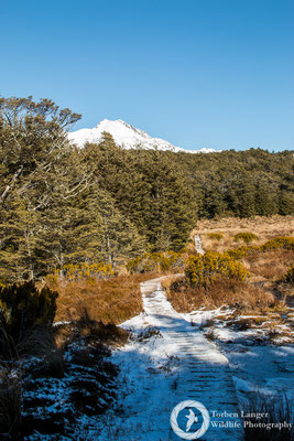Hiking in Craigieburn Forest Park