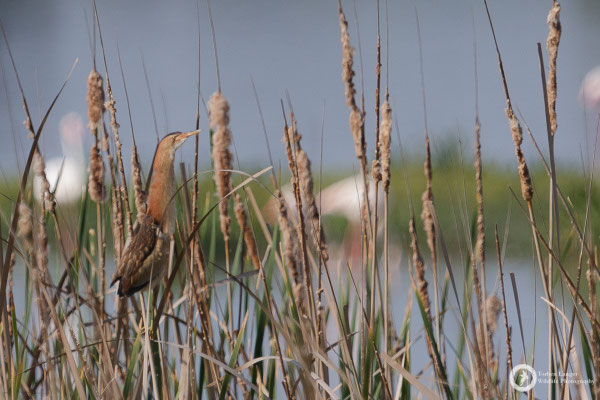 Little Bittern