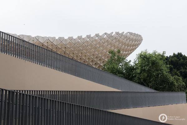 The Metropol Parasol in Sevilla
