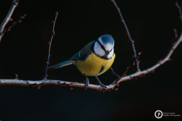 Cyanistes caerulaeus / Eurasian Blue Tit / Blaumeise