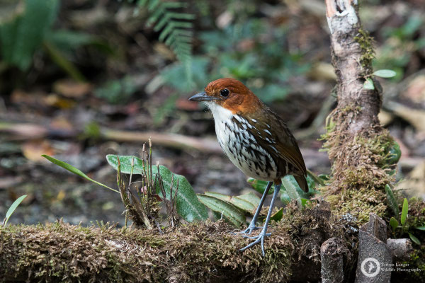 Grallaria ruficapilla / Chestnut-crowned Antpitta / Rostkappen-Ameisenpitta