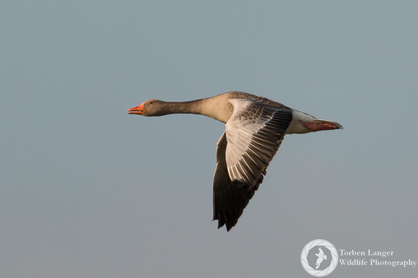 Anser anser / Greylag Goose / Graugans