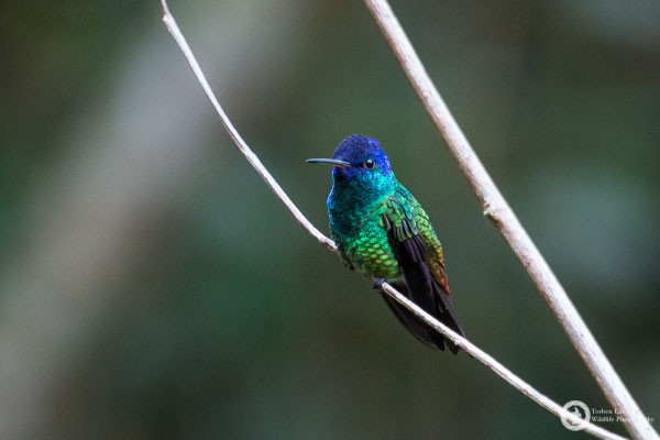 Golden-tailed Sapphire