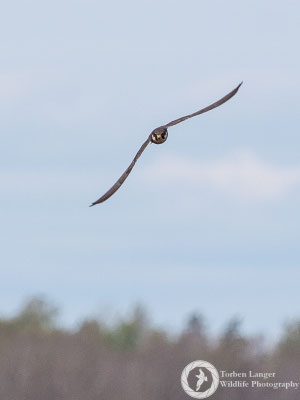 Falco subbuteo / Eurasian Hobby / Baumfalke