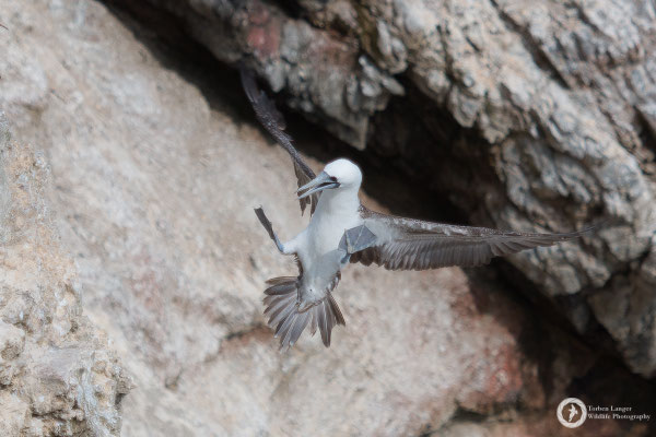 Sula variegata / Peruvian Booby / Guanotölpel
