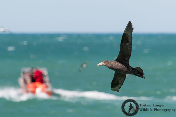 Macronectes halli / Northern Giant Petrel / Hallsturmvogel