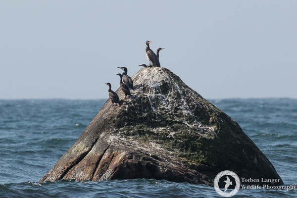 Gulosus aristotelis / European Shag / Krähenscharbe & Phalacrocorax carbo / Great Cormorant / Kormoran