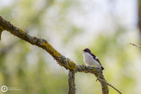 Ficedula hypoleuca / European Pied Flycatcher / Trauerschnäpper ♂