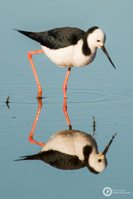 Himantopus himantopus ssp. leucocephalus / Black-winged Stilt / Stelzenläufer