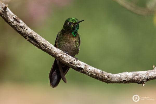 Metallura tyrianthina - Tyrian Metaltail - Smaragdkehl-Glanzschwänzchen ♂
