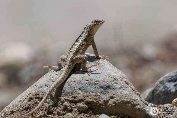 Lizard