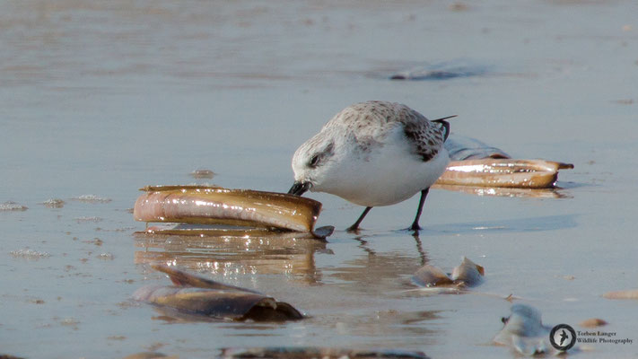 Calidris alba / Sanderling