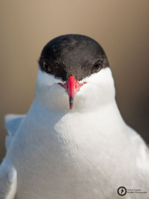 Sterna paradisaea / Arctic Tern / Küstenseeschwalbe