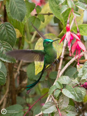 Aglaiocercus kingii - Long-tailed Slyph - Himmelssylphe ♂