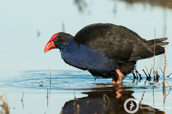 Porphyrio porphyrio / Purple Swamphen / Purpurhuhn / Pukeko