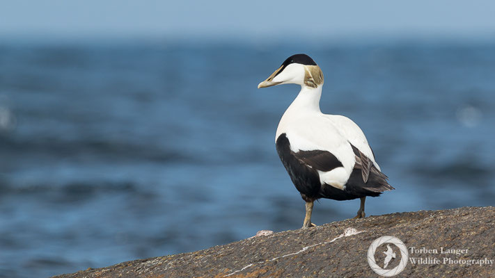 Somateria mollissima / Common Eider / Eiderente ♂