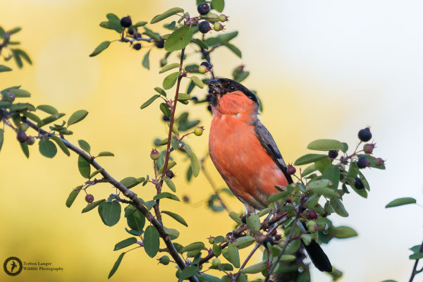 Pyrrhula pyrrhula / Eurasian Bullfinch / Gimpel