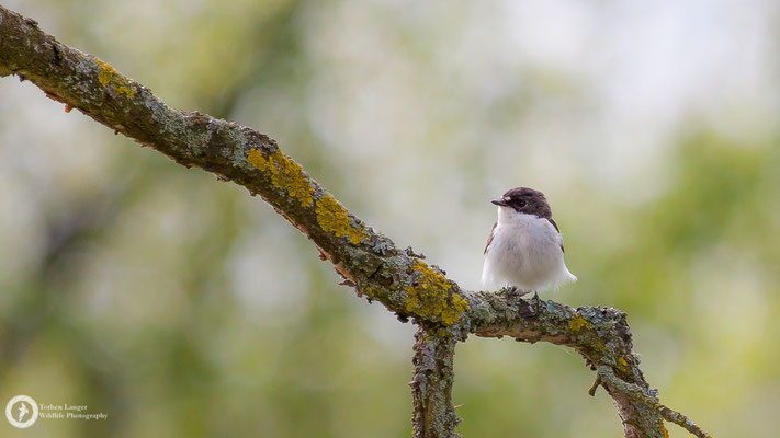 Ficedula hypoleuca / European Pied Flycatcher / Trauerschnäpper ♂