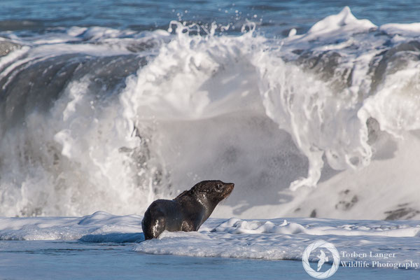 Arctocephalus forsteri / New Zealand Fur Seal / Neuseeländischer Seebär