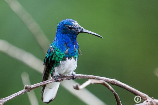 White-necked Jacobin