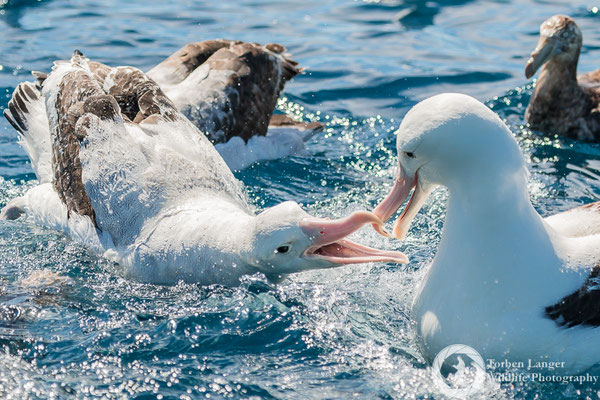 Diomedea sanfordi / Northern Royal Albatross / Nördlicher Königsalbatros & Diomedea epomorpha / Southern Royal Albatross / Südlicher Königsalbatros