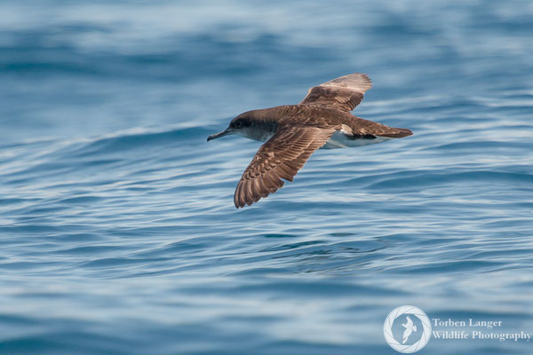 Puffinus huttoni / Hutton's Shearwater / Huttonsturmtaucher