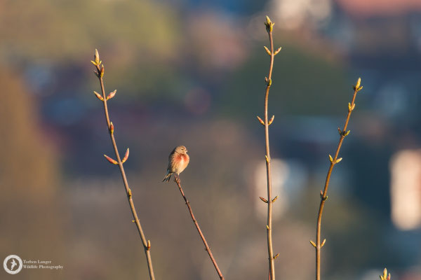 Linaria cannabina / Common Linnet / Bluthänfling