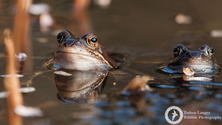 Rana temporaria / Common Frog / Grasfrosch