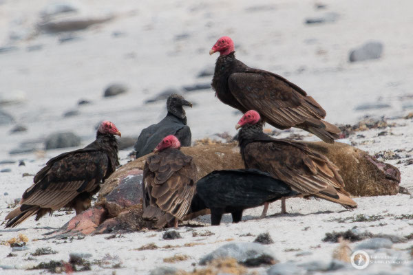 A bunch of Turkey and Black Vultures enjoying their lunch