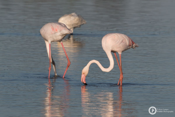 Greater Flamingos