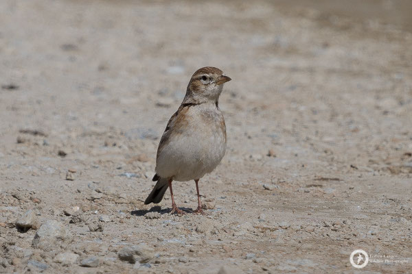 Greater Short-toed Lark