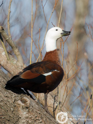 Tadorna variegata / Paradise Shelduck / Paradieskasarka ♀