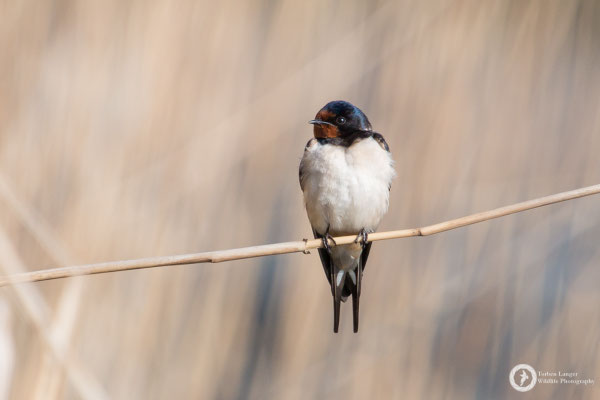 Hirundo rustica / Barn Swallow / Rauchschwalbe