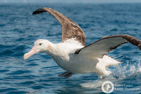Diomedea exulans / Wandering Albatross / Wanderalbatros