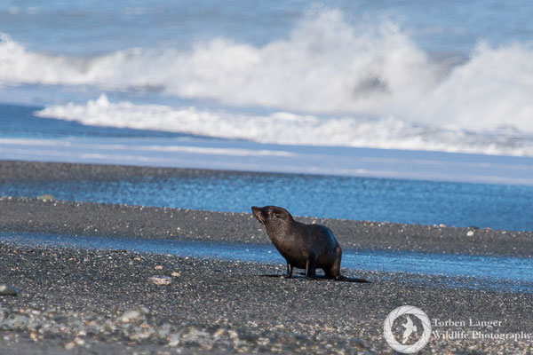 A juvenile New Zealand Fur Seal at Gillespies Beach