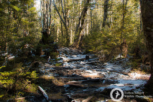Hiking in Craigieburn Forest Park