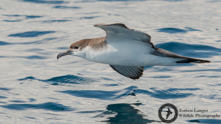 Ardenna bulleri / Buller's Shearwater / Graumantel-Sturmtaucher